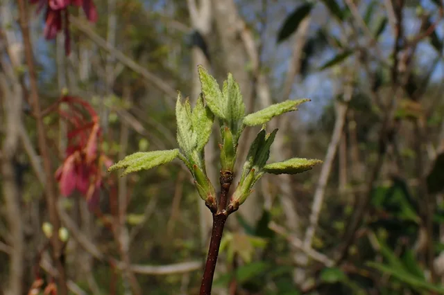 Red Maple candidate photo from iNaturalist