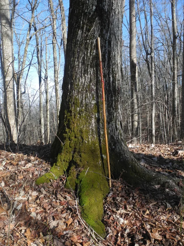 Mockernut Hickory candidate photo from iNaturalist