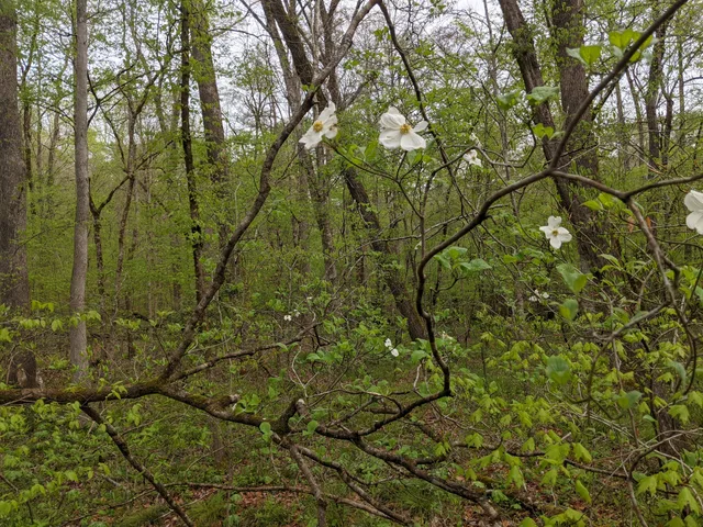 Flowering Dogwood candidate photo from iNaturalist