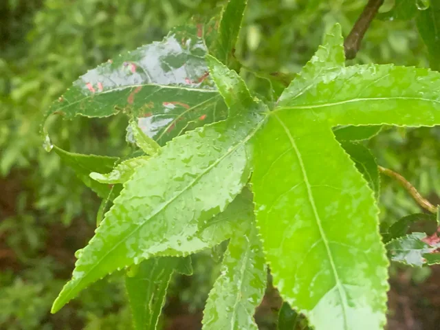 Sweetgum candidate photo from iNaturalist