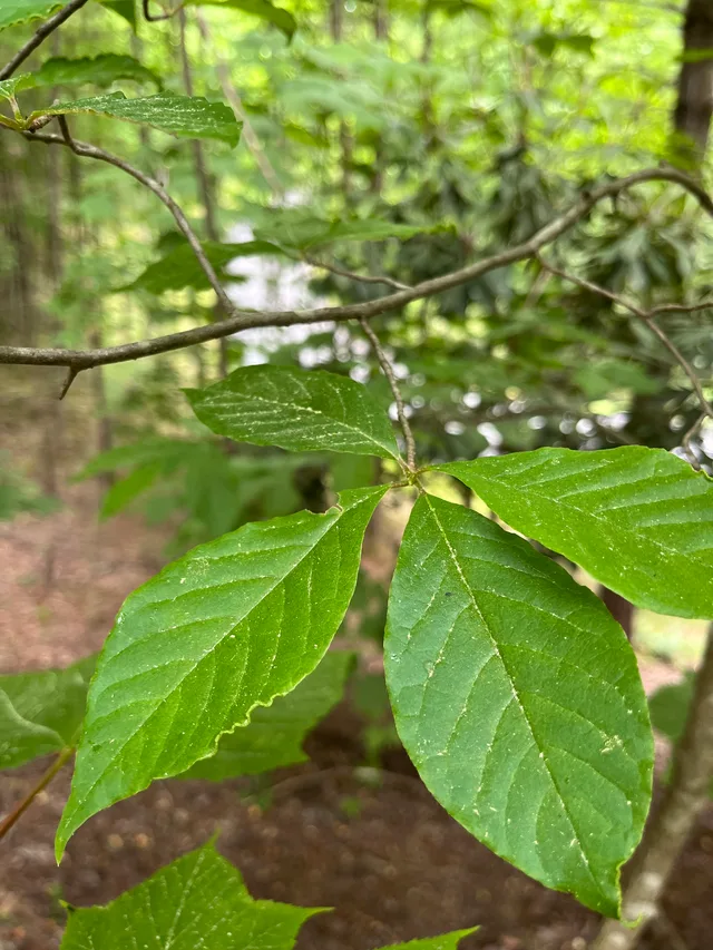Black Gum candidate photo from iNaturalist