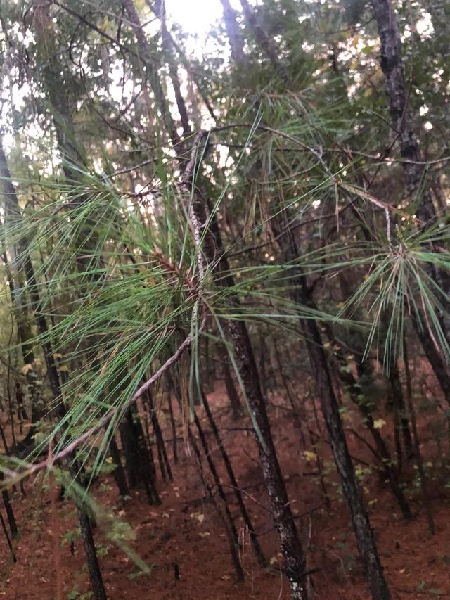 Loblolly Pine candidate photo from iNaturalist