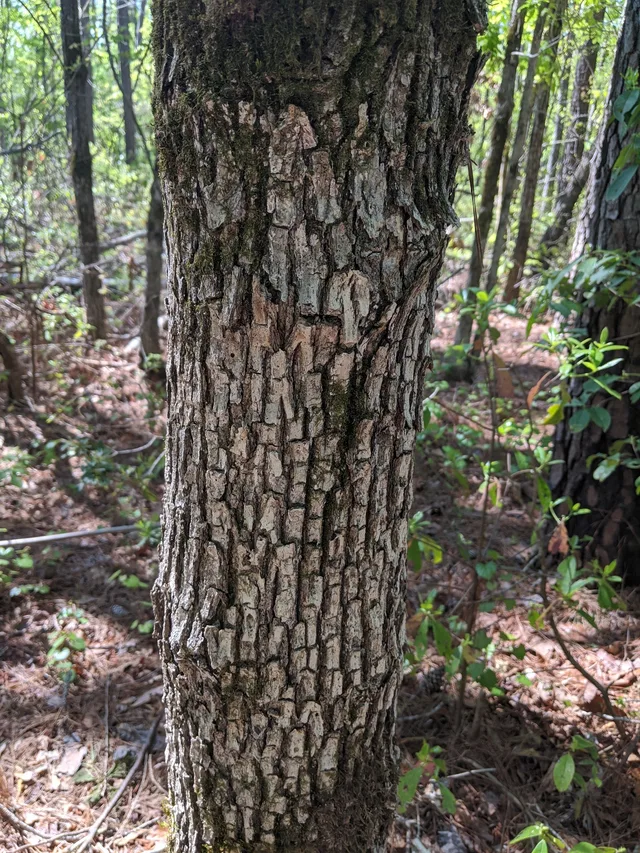 White Oak candidate photo from iNaturalist